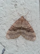 Winter Moth (Operophtera brumata)