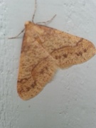 Scarce Umber (Agriopis aurantiaria)