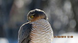 Spurvehauk (Accipiter nisus)