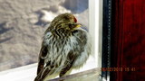 Gråsisik (Carduelis flammea)