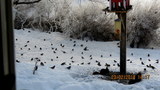 Gråsisik (Carduelis flammea)