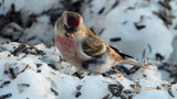 Gråsisik (Carduelis flammea)