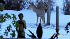 Roe Deer (Capreolus capreolus)