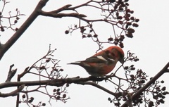 Two-barred Crossbill (Loxia leucoptera)