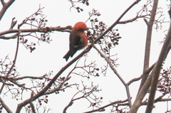 Two-barred Crossbill (Loxia leucoptera)