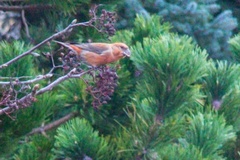 Common Crossbill (Loxia curvirostra)