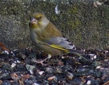 Grønnfink (Carduelis chloris)