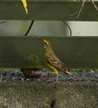 Gulspurv (Emberiza citrinella)