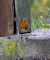 Rødstrupe (Erithacus rubecula)