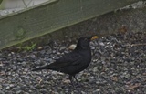 Svarttrost (Turdus merula)