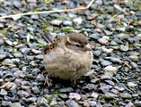 Gråspurv (Passer domesticus)