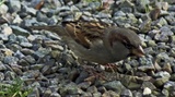 Gråspurv (Passer domesticus)