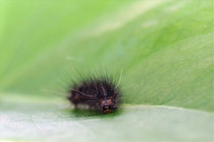 Ruby Tiger (Phragmatobia fuliginosa)