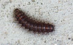Ruby Tiger (Phragmatobia fuliginosa)