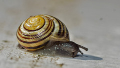 White-lipped Gardensnail (Cepaea hortensis)