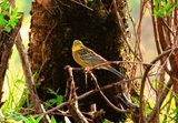 Gulspurv (Emberiza citrinella)