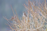 Gråspurv (Passer domesticus)