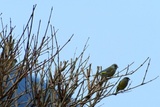 Grønnfink (Carduelis chloris)