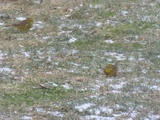 Gulspurv (Emberiza citrinella)