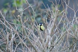 Kjøttmeis (Parus major)