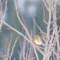 Rødstrupe (Erithacus rubecula)