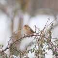 Gråspurv (Passer domesticus)