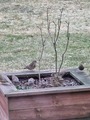 Grønnfink (Carduelis chloris)