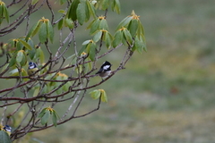 Coal Tit (Periparus ater)