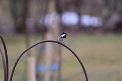 Coal Tit (Periparus ater)