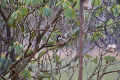 House Sparrow (Passer domesticus)