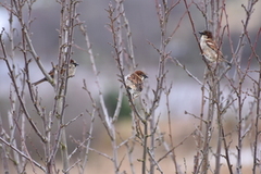 House Sparrow (Passer domesticus)