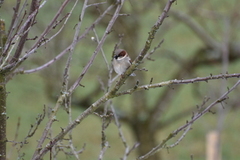 House Sparrow (Passer domesticus)