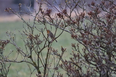 Robin (Erithacus rubecula)