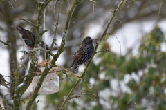 Stær (Sturnus vulgaris)
