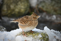 Skylark (Alauda arvensis)