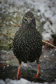 Stær (Sturnus vulgaris)