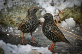 Stær (Sturnus vulgaris)