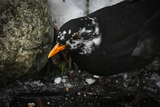 Svarttrost (Turdus merula)