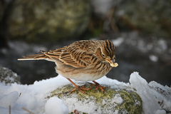 Sanglerke (Alauda arvensis)