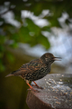 Stær (Sturnus vulgaris)