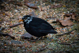 Svarttrost (Turdus merula)