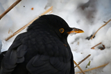 Svarttrost (Turdus merula)