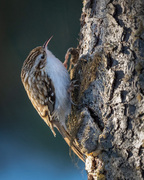 Trekryper (Certhia familiaris)