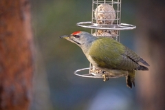 Grey-headed Woodpecker (Picus canus)