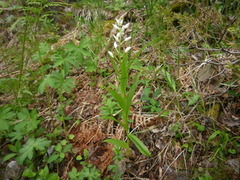 Hvit skogfrue (Cephalanthera longifolia)