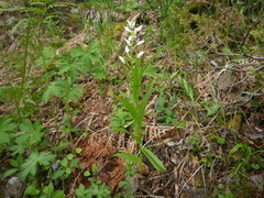 Hvit skogfrue (Cephalanthera longifolia)