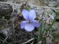 Common Dog-violet (Viola riviniana)