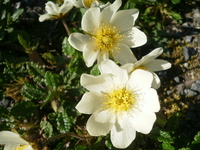 Mountain Avens (Dryas octopetala)