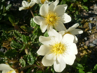 Reinrose (Dryas octopetala)