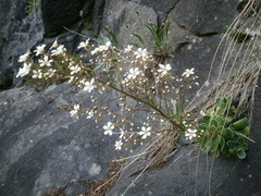 Bergfrue (Saxifraga cotyledon)